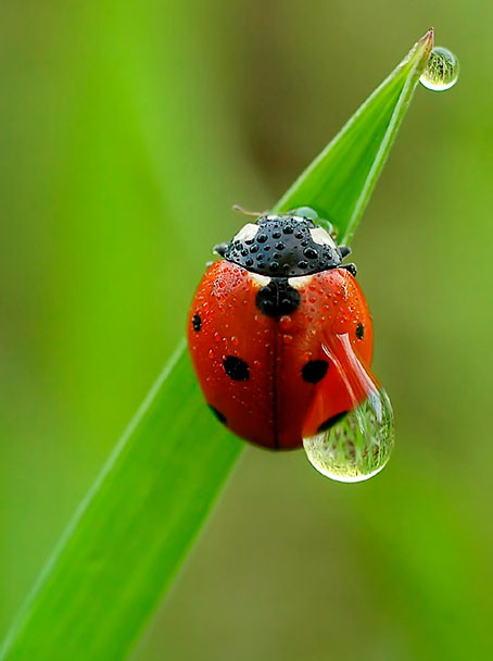 ladybug-707194.jpg